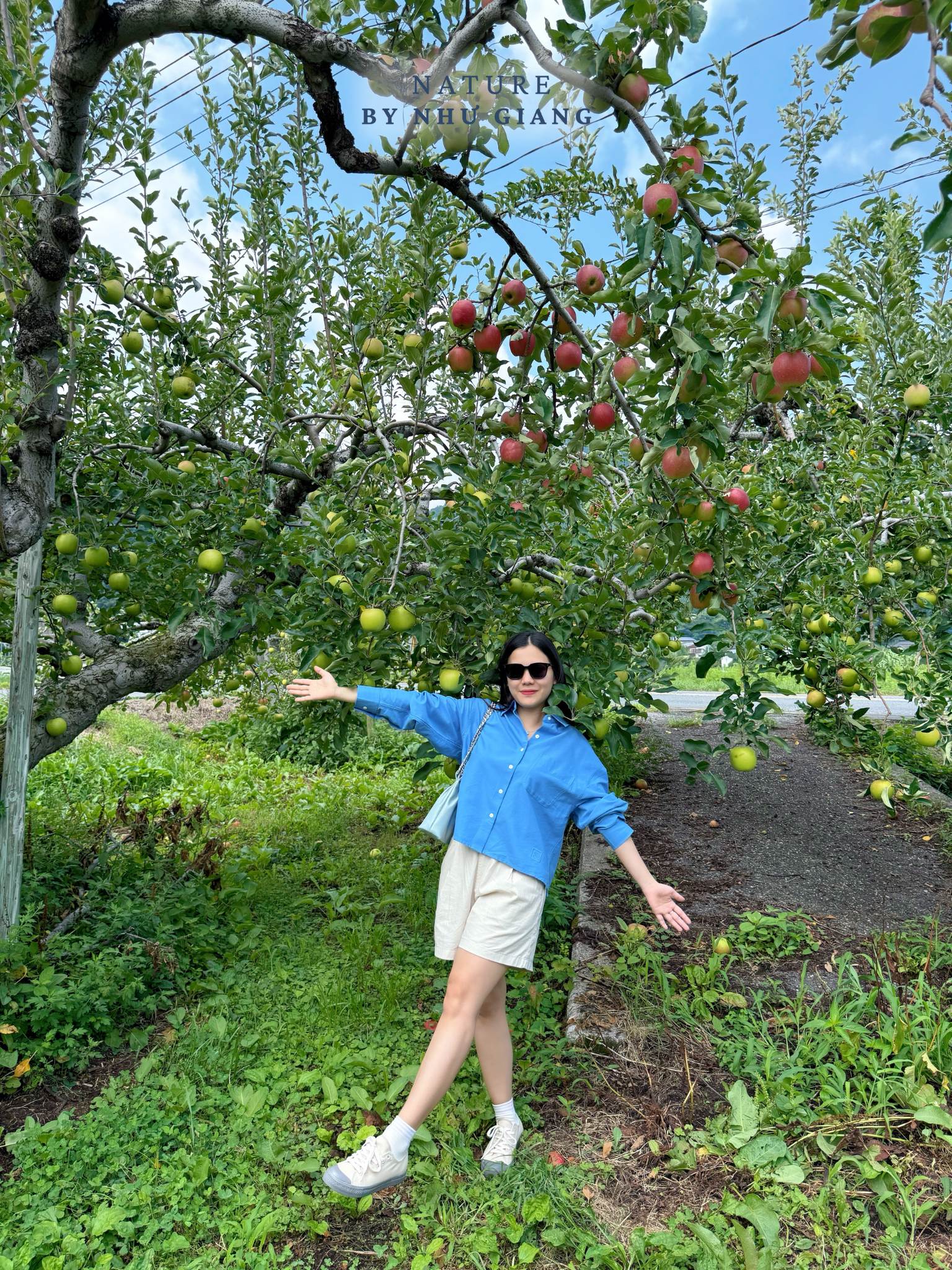 Hai tao tai Suzuki Ringoen 1