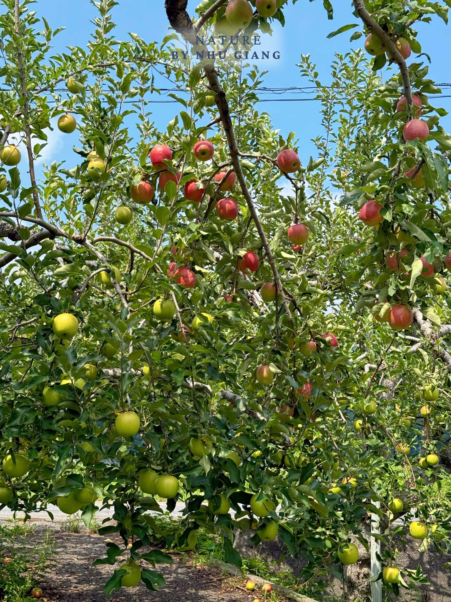 Hai tao tai Suzuki Ringoen 10