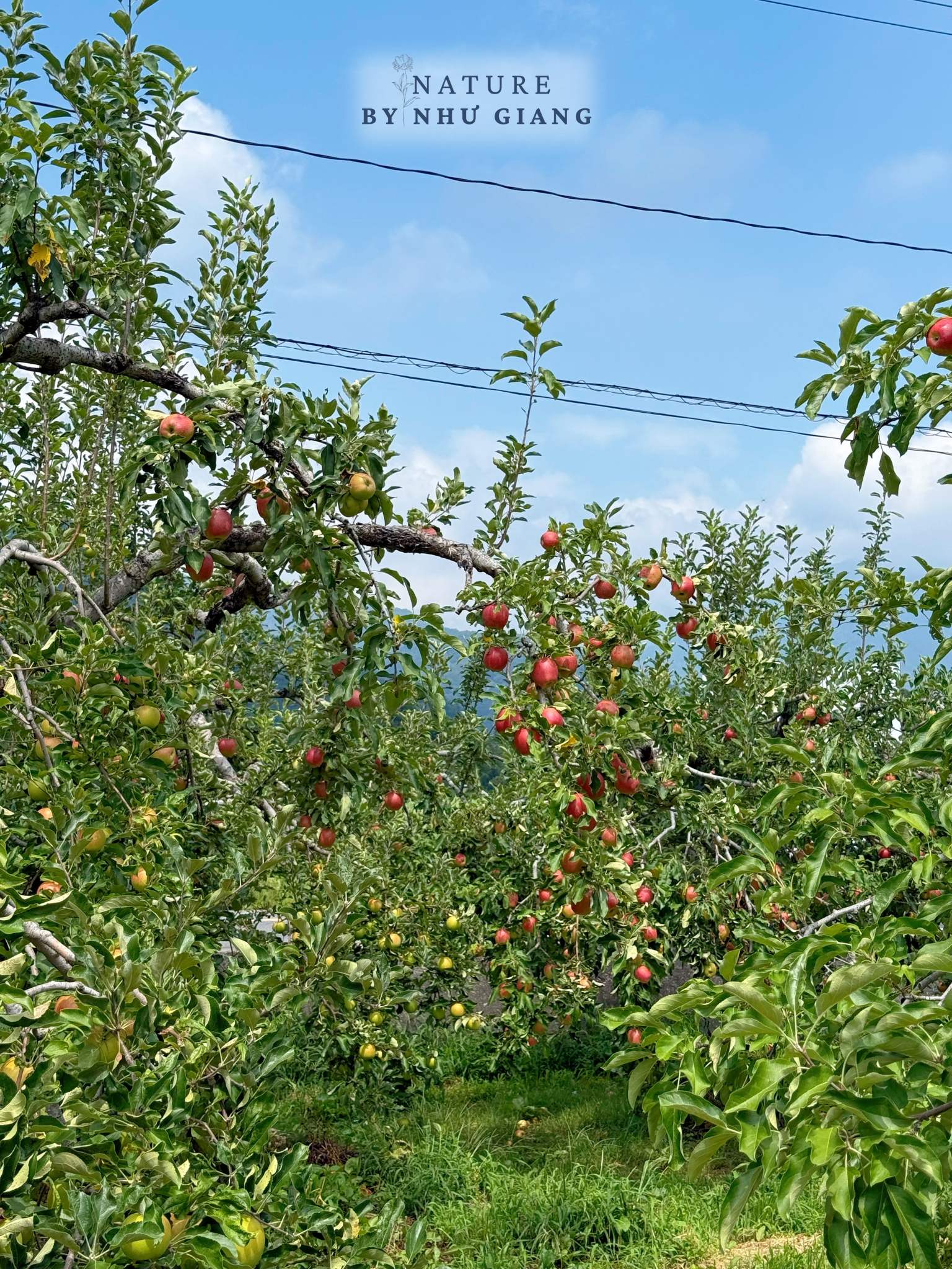 Hai tao tai Suzuki Ringoen 2