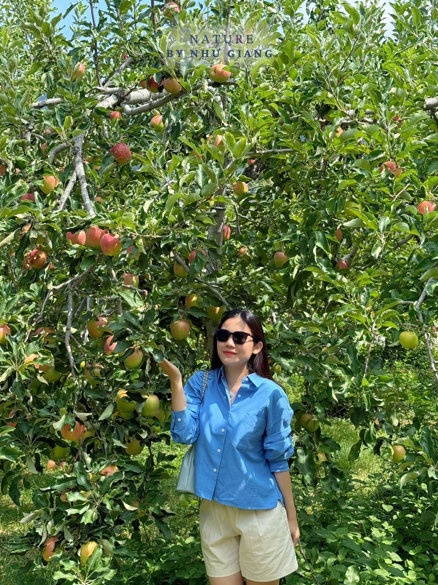 Hai tao tai Suzuki Ringoen 6