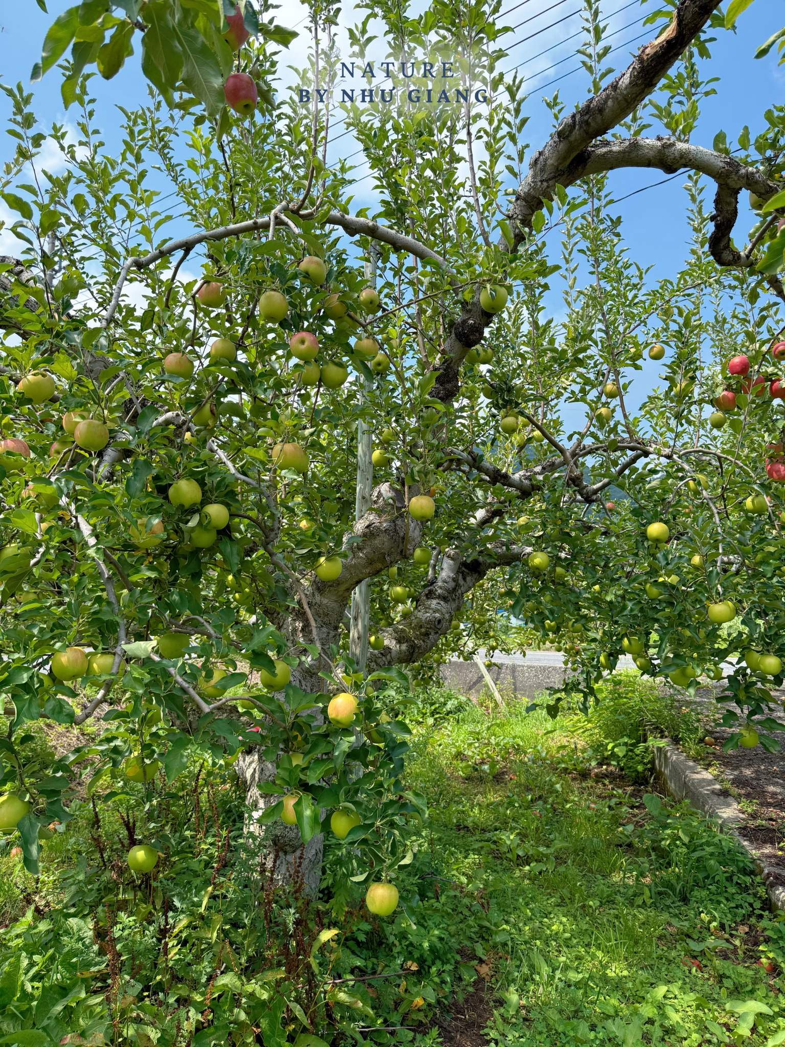 Hai tao tai Suzuki Ringoen 9