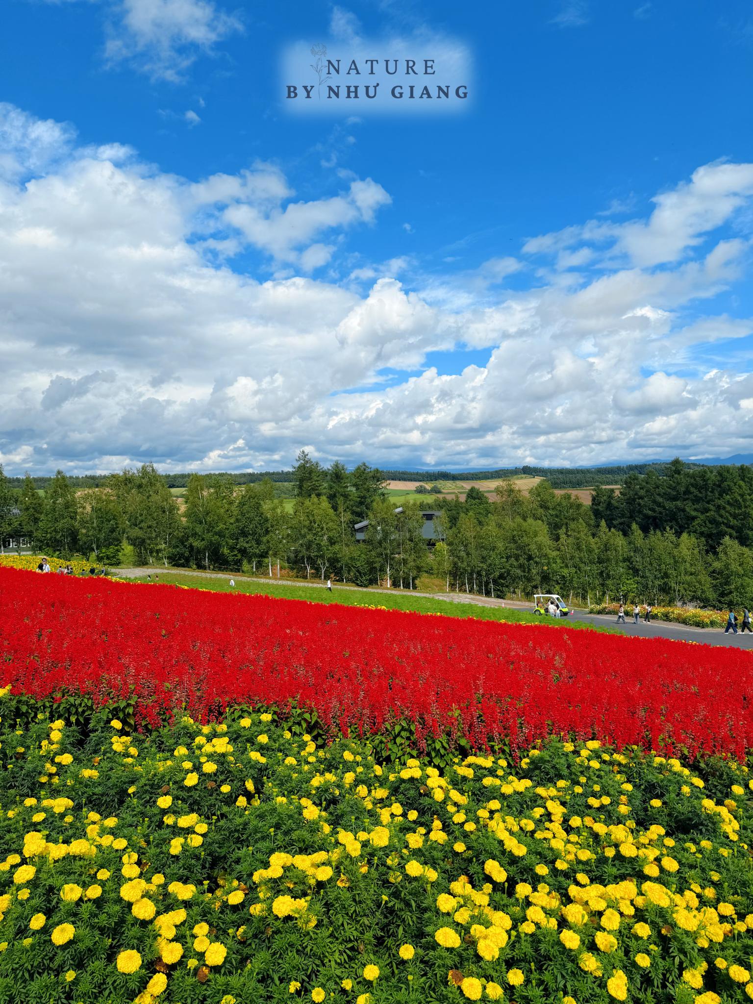 Khám phá các cánh đồng hoa rực rỡ ở Hokkaido 19 Canh dong hoa Hokkaido 2