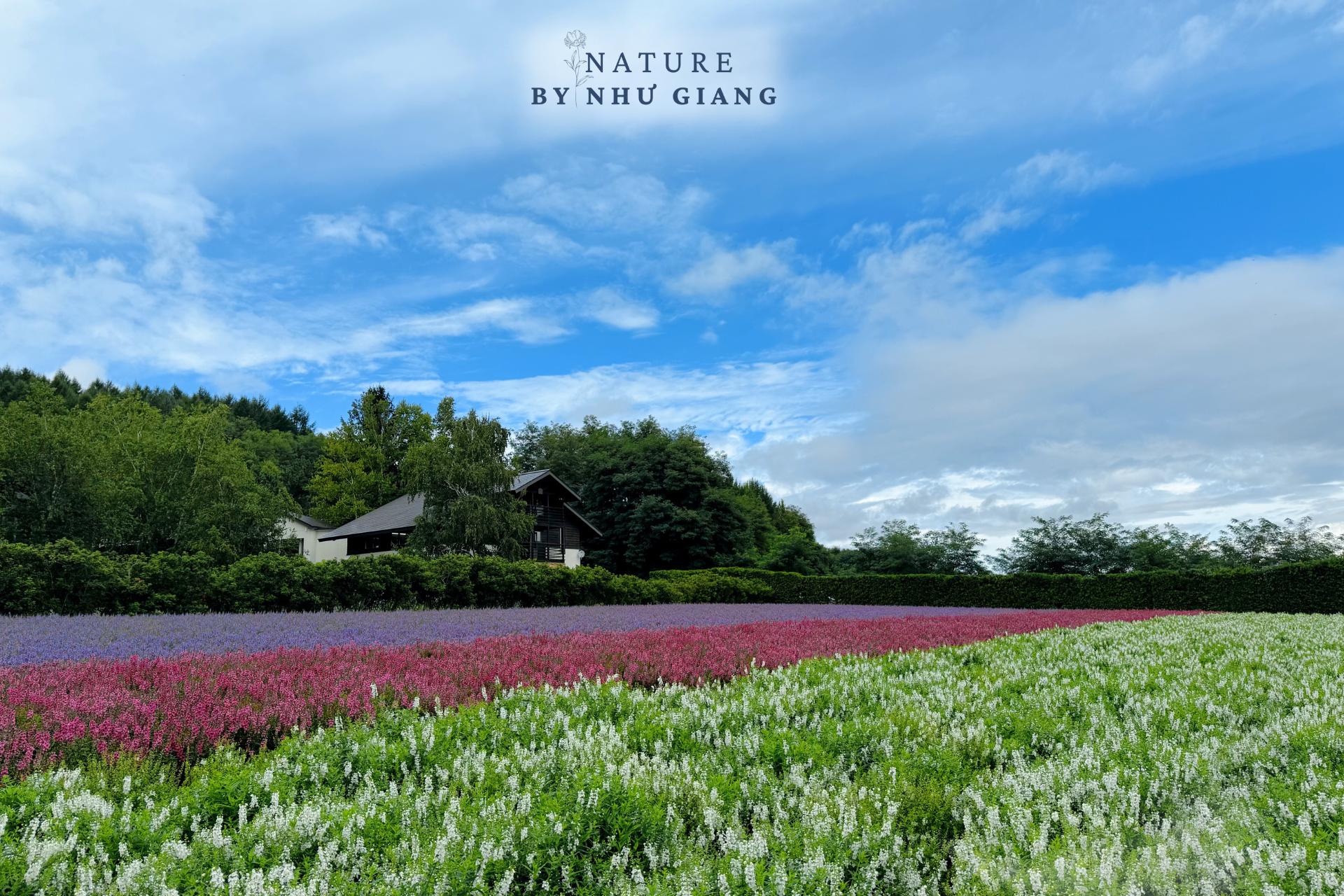 Khám phá các cánh đồng hoa rực rỡ ở Hokkaido 4 Canh dong hoa Hokkaido 22