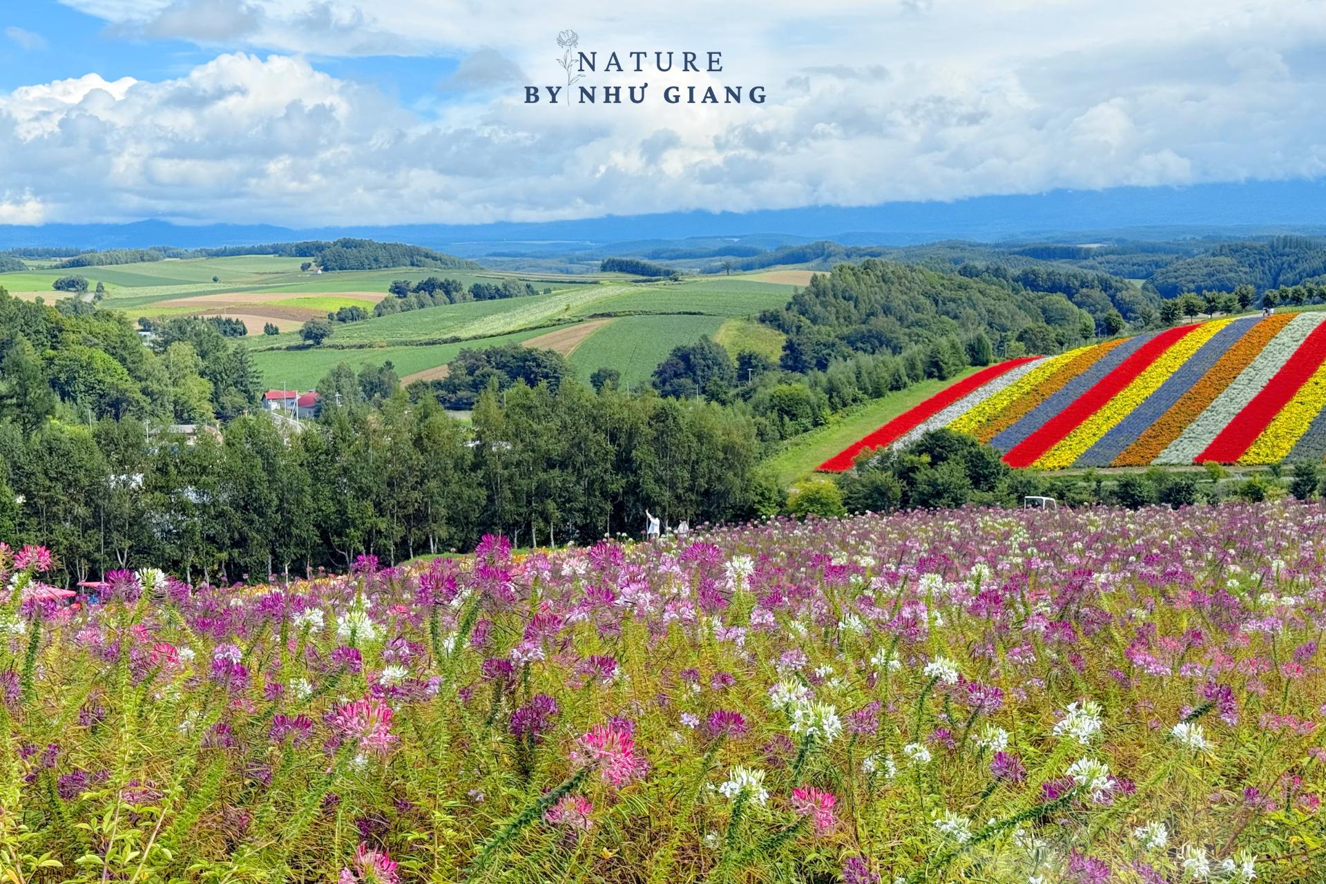 Khám phá các cánh đồng hoa rực rỡ ở Hokkaido 2 Canh dong hoa Hokkaido 23