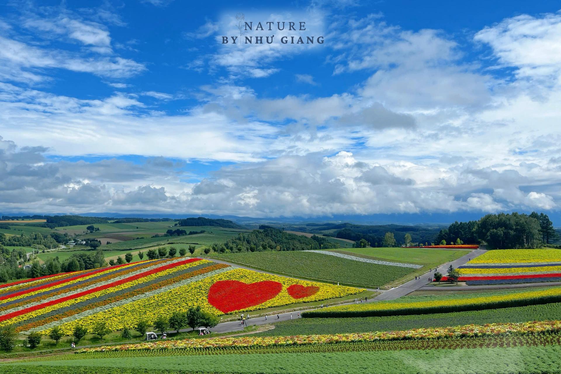 Khám phá các cánh đồng hoa rực rỡ ở Hokkaido 10 Canh dong hoa Hokkaido 24