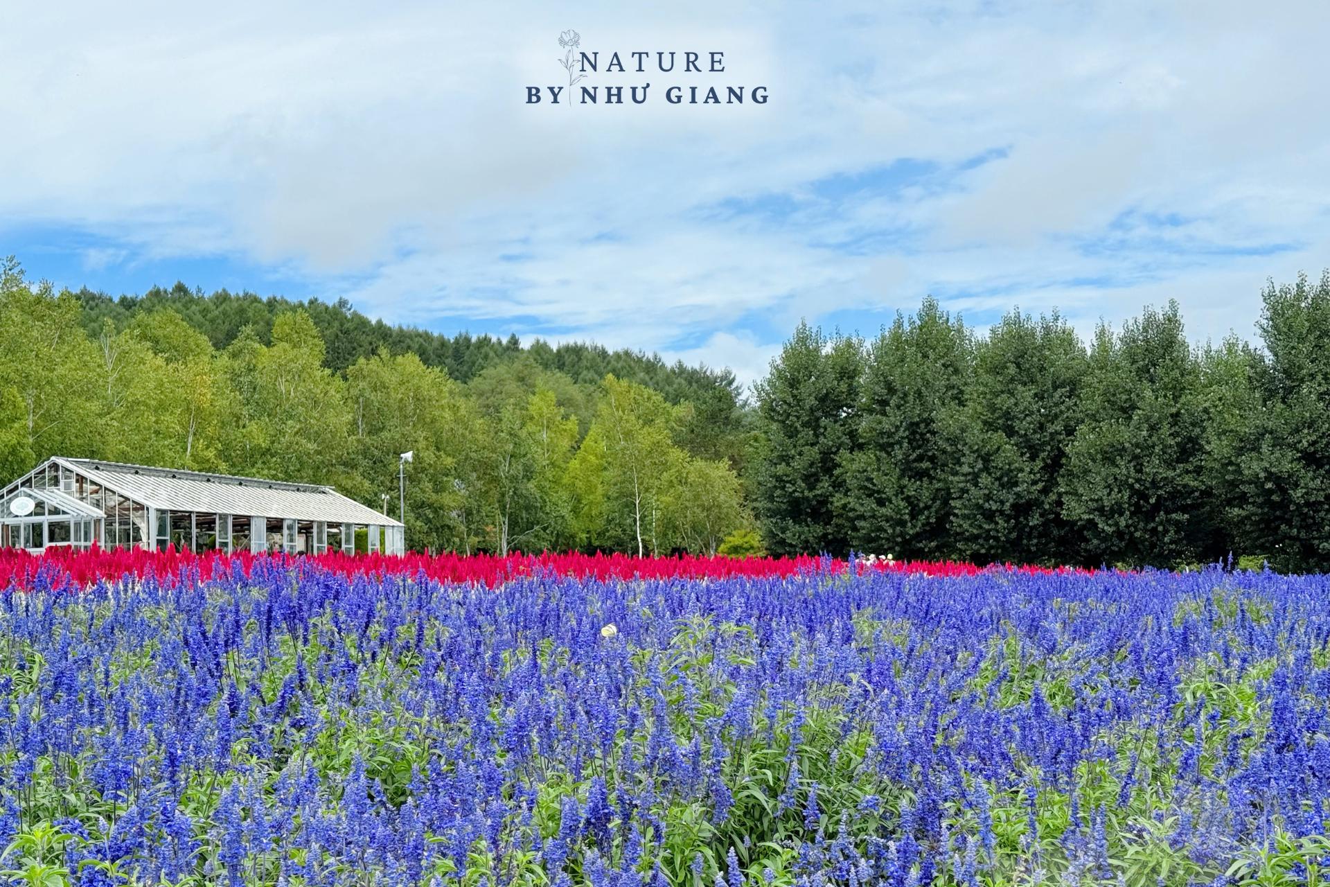 Khám phá các cánh đồng hoa rực rỡ ở Hokkaido 13 Canh dong hoa Hokkaido 28