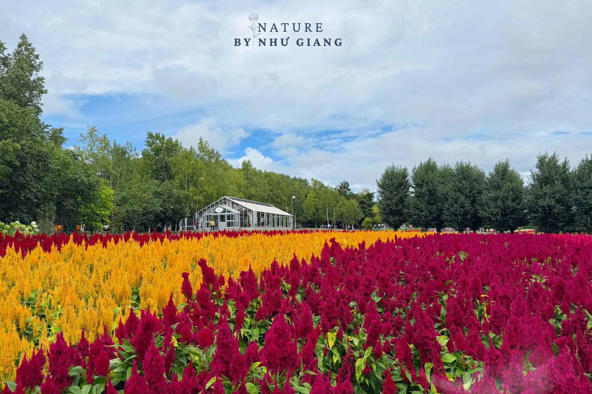 Khám phá các cánh đồng hoa rực rỡ ở Hokkaido 3 Canh dong hoa Hokkaido 33