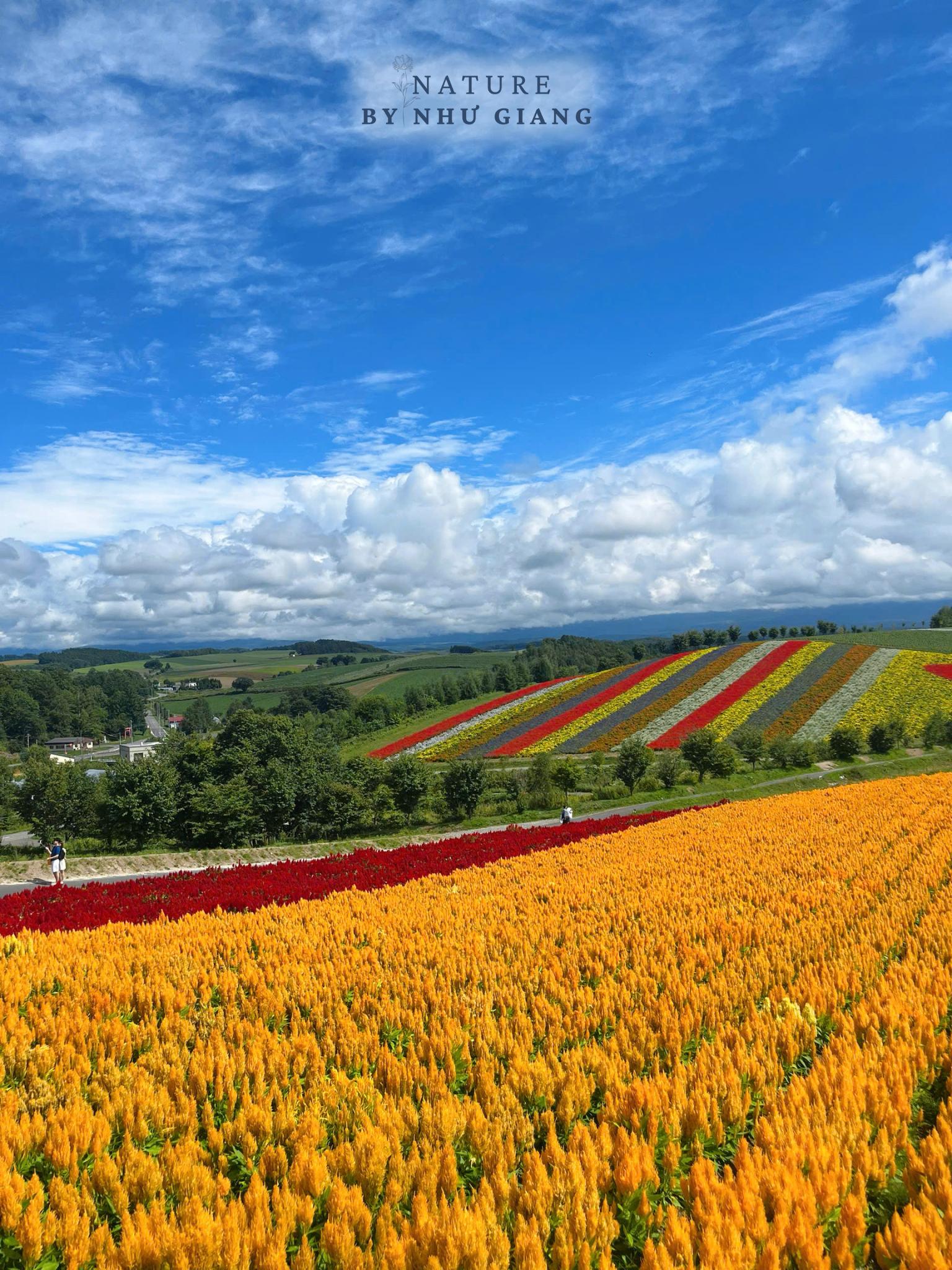 Khám phá các cánh đồng hoa rực rỡ ở Hokkaido 8 Canh dong hoa Hokkaido 7