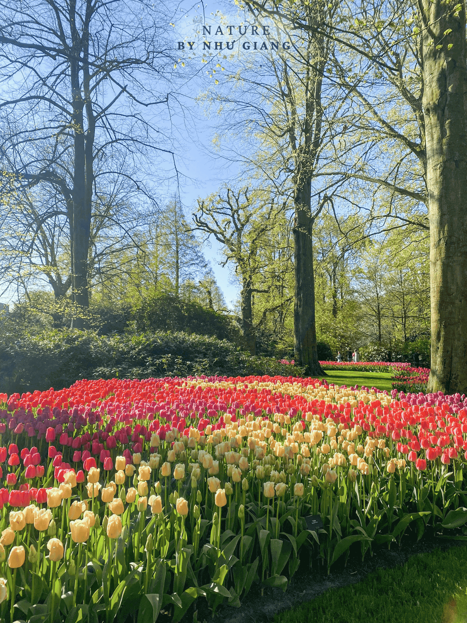 Keukenhof 25