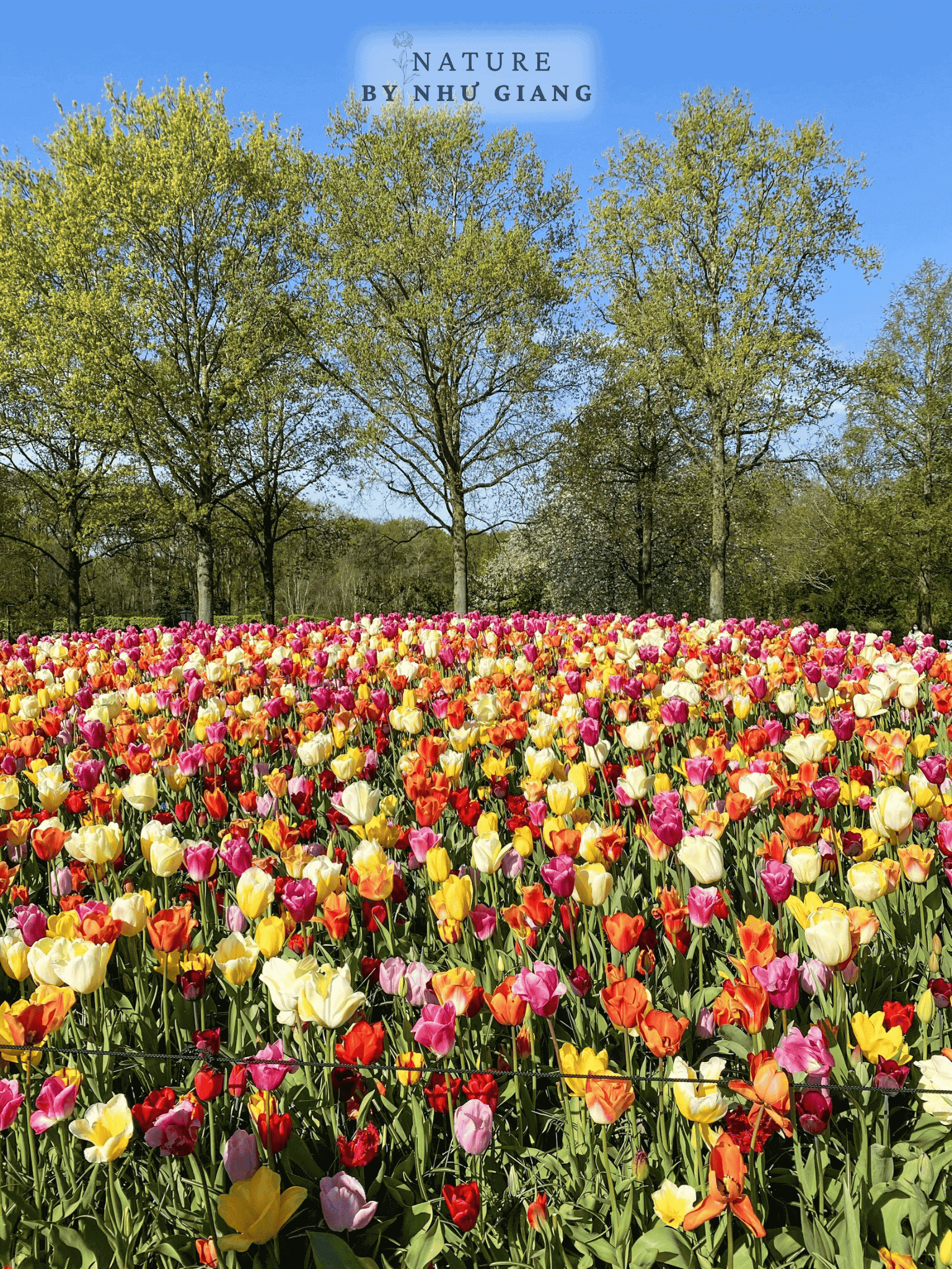 Keukenhof 29