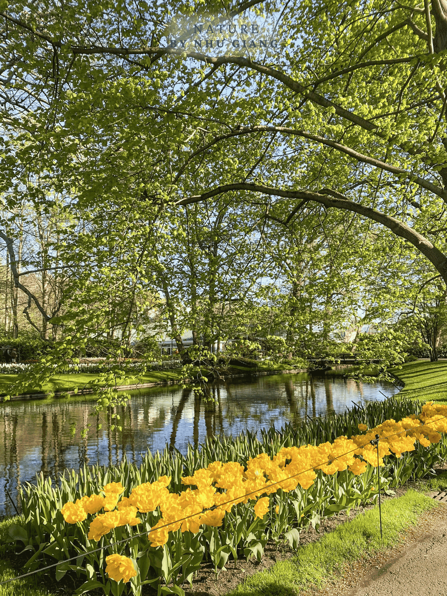 Keukenhof 30