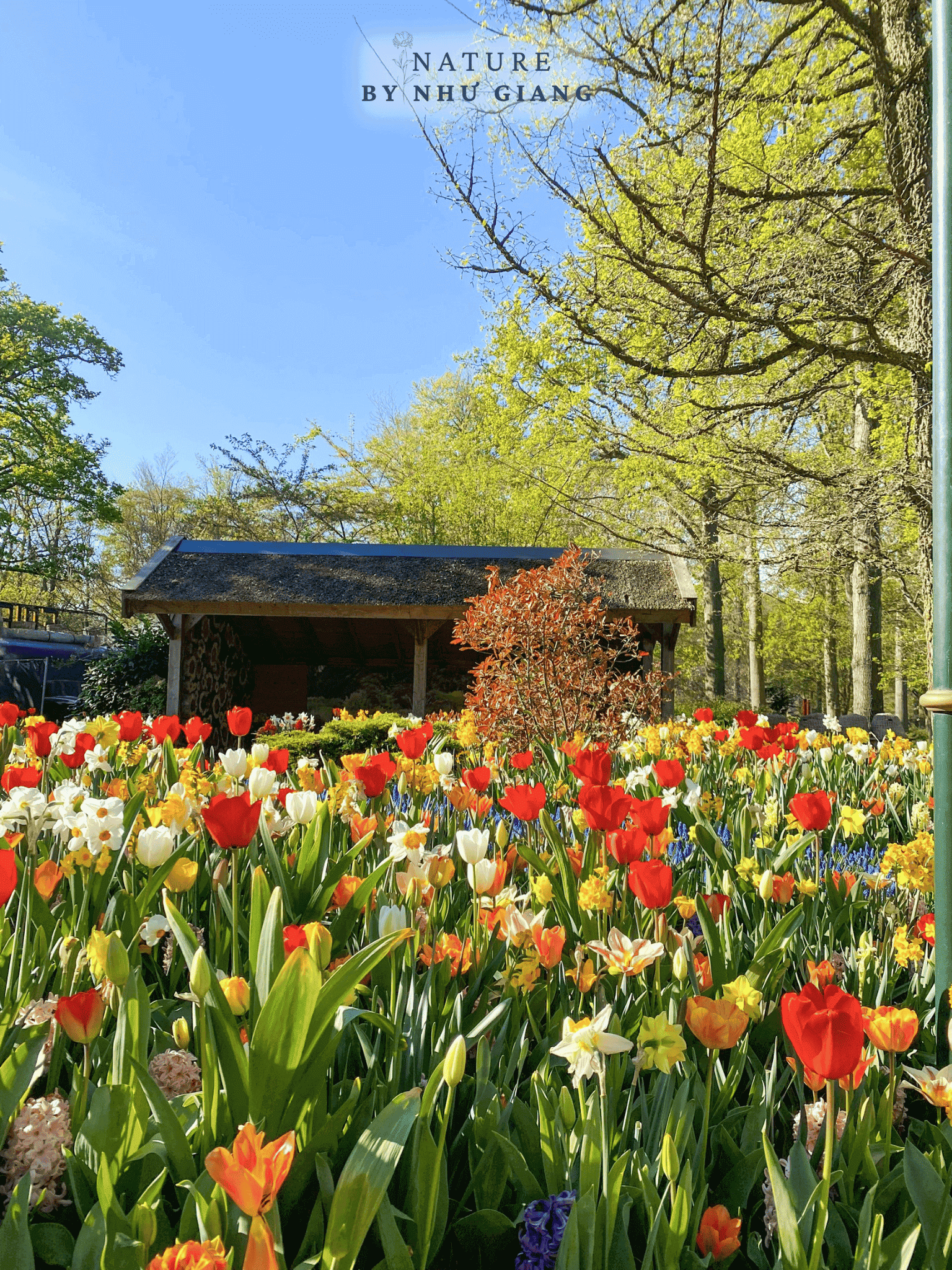 Keukenhof 39