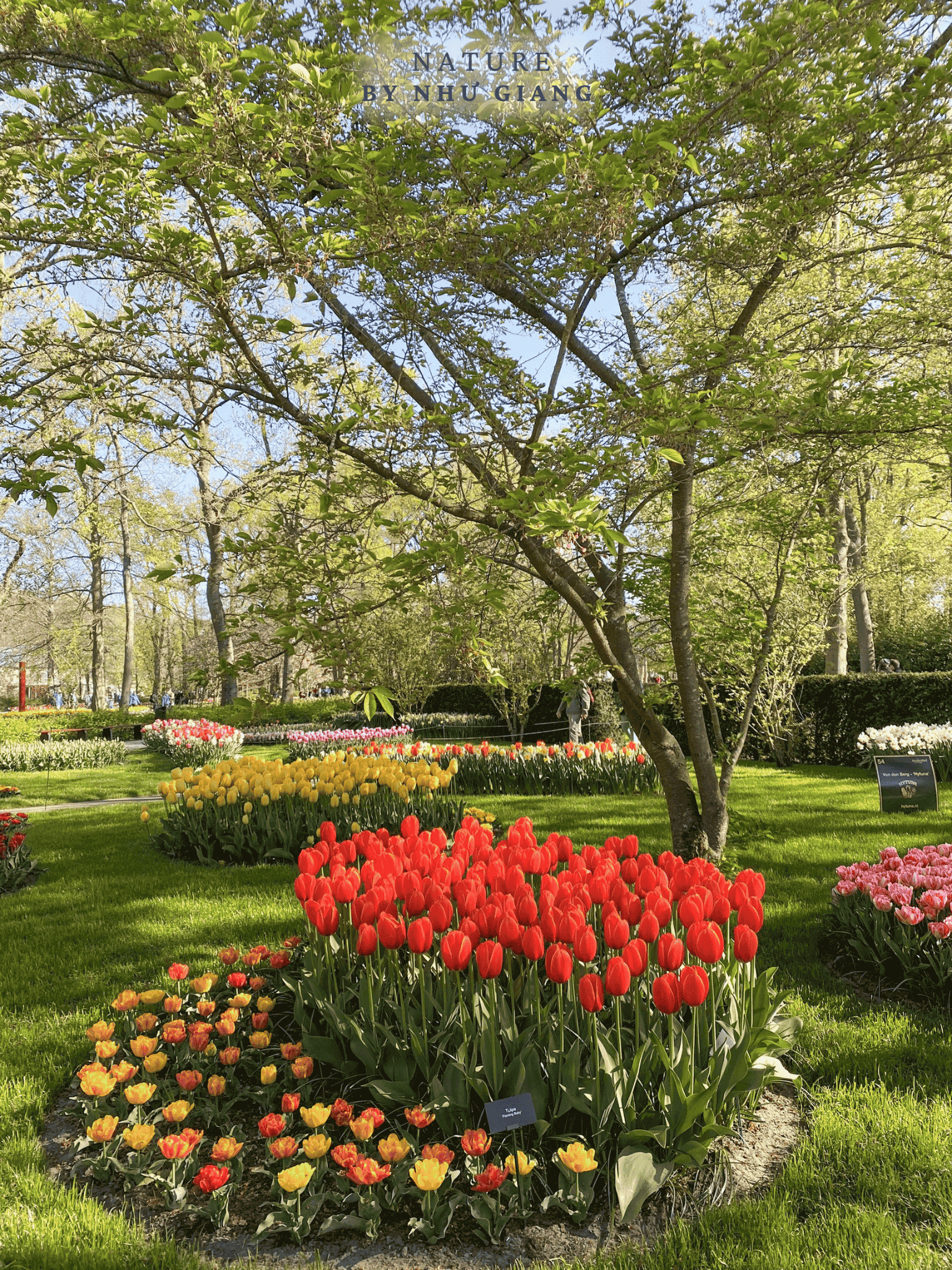 Keukenhof 43