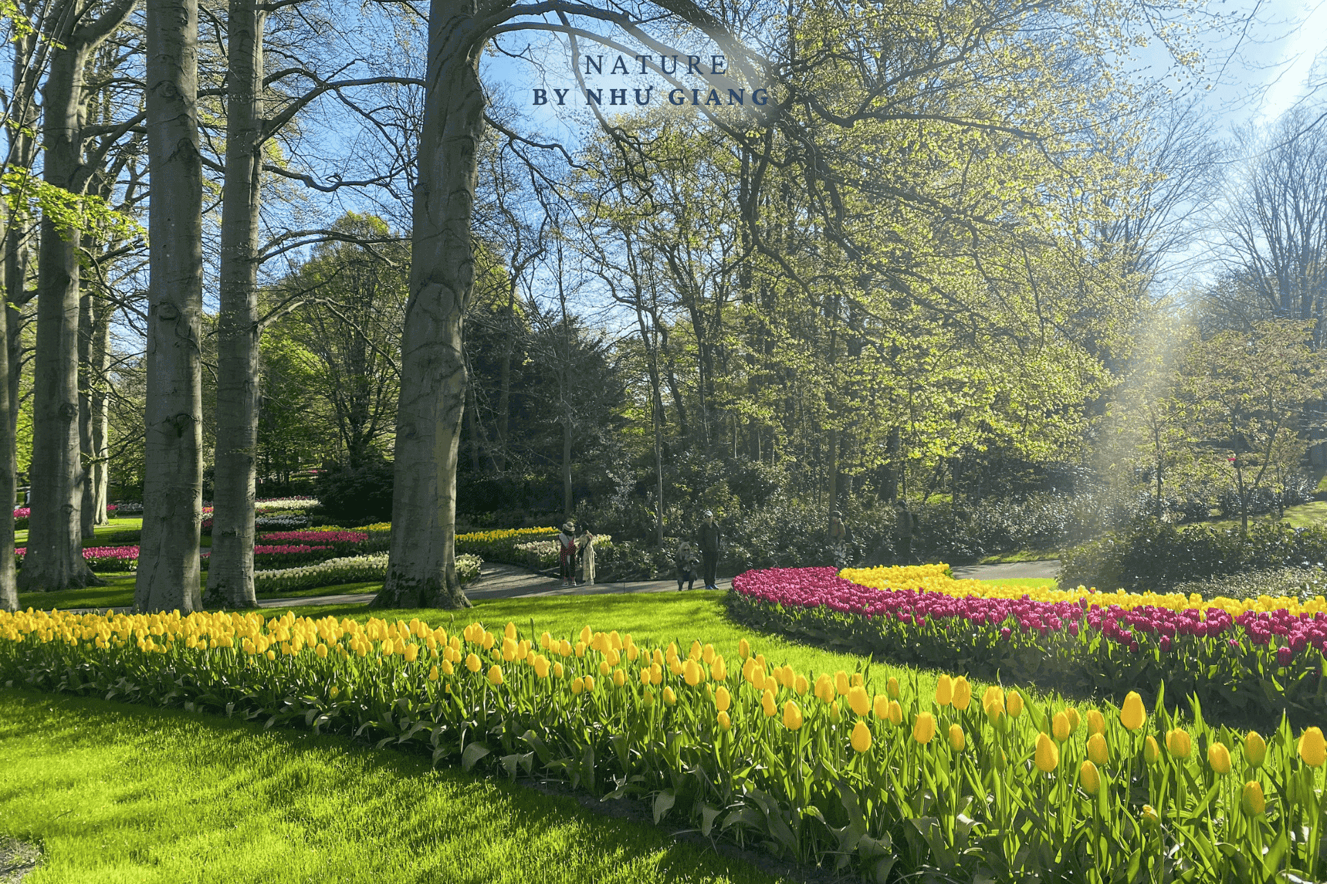 Keukenhof 50