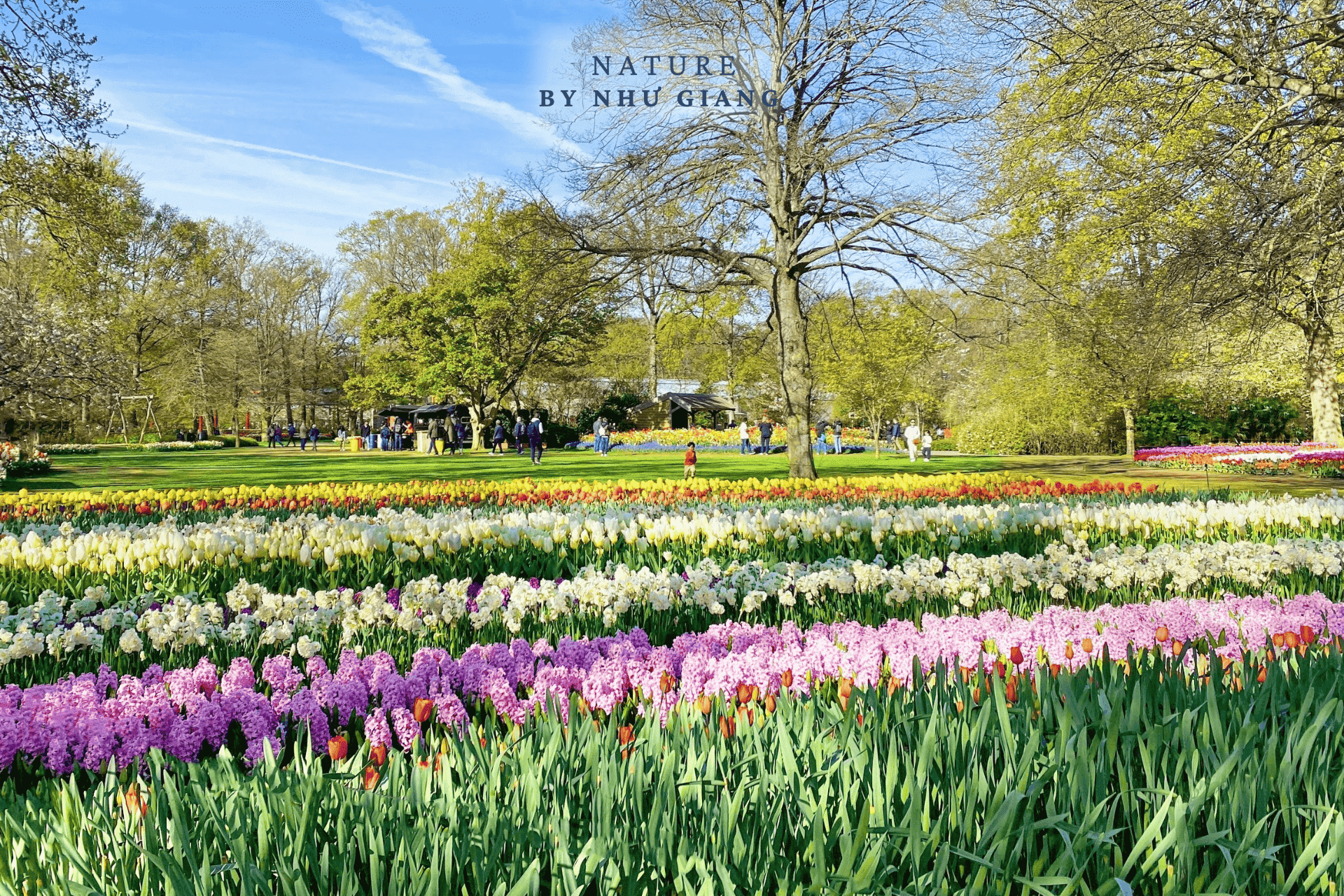 Keukenhof 70