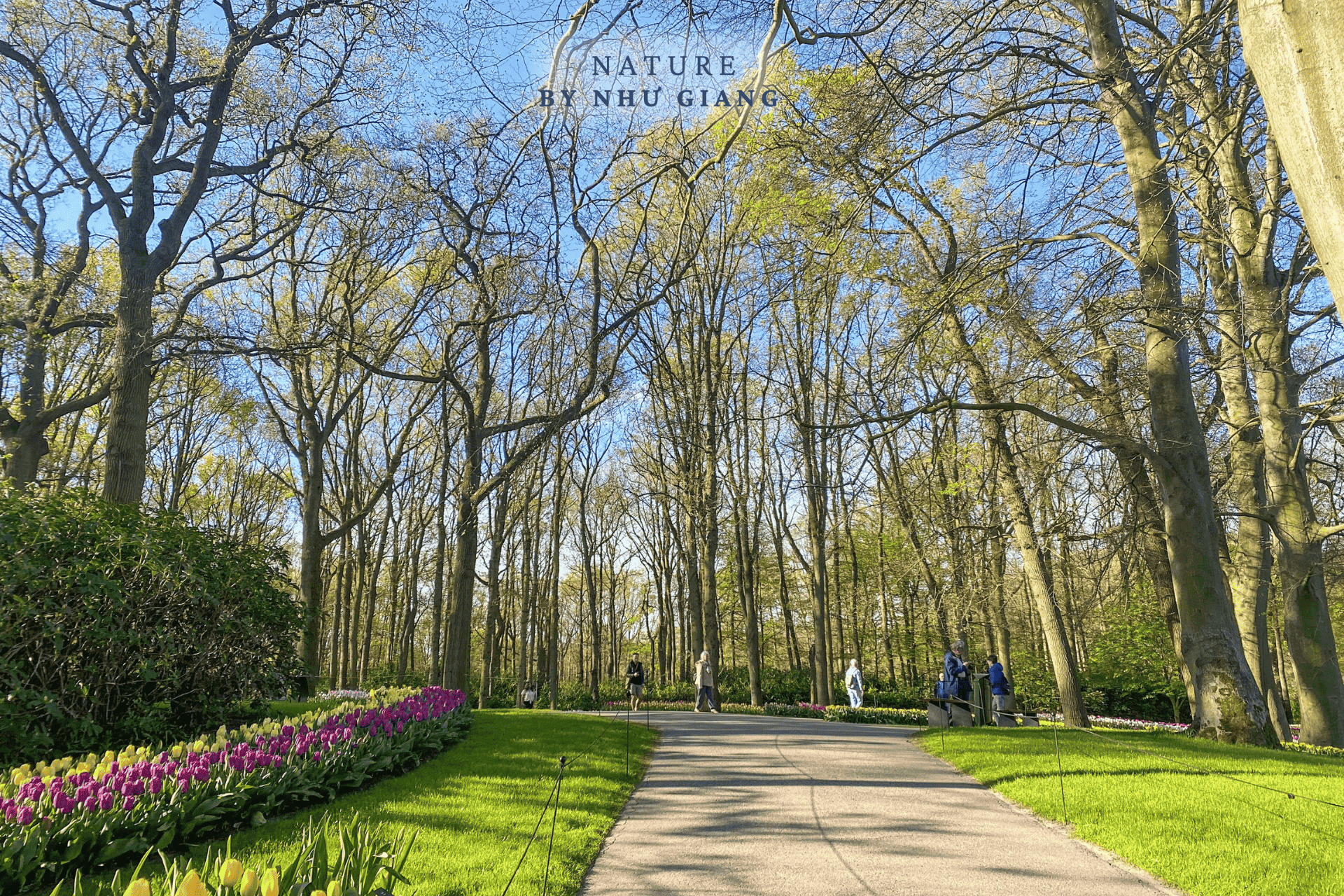 Keukenhof 71