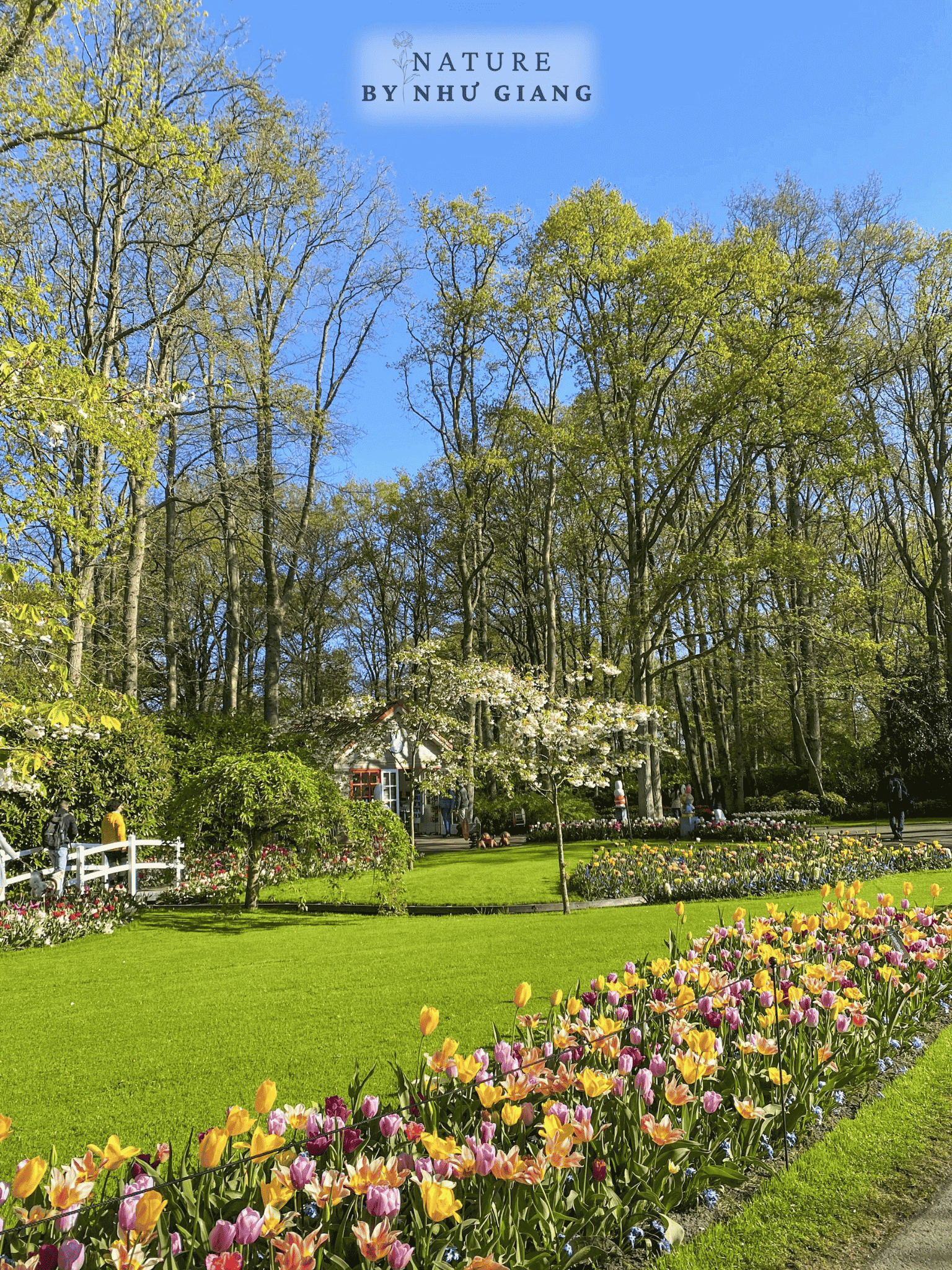 Keukenhof 75
