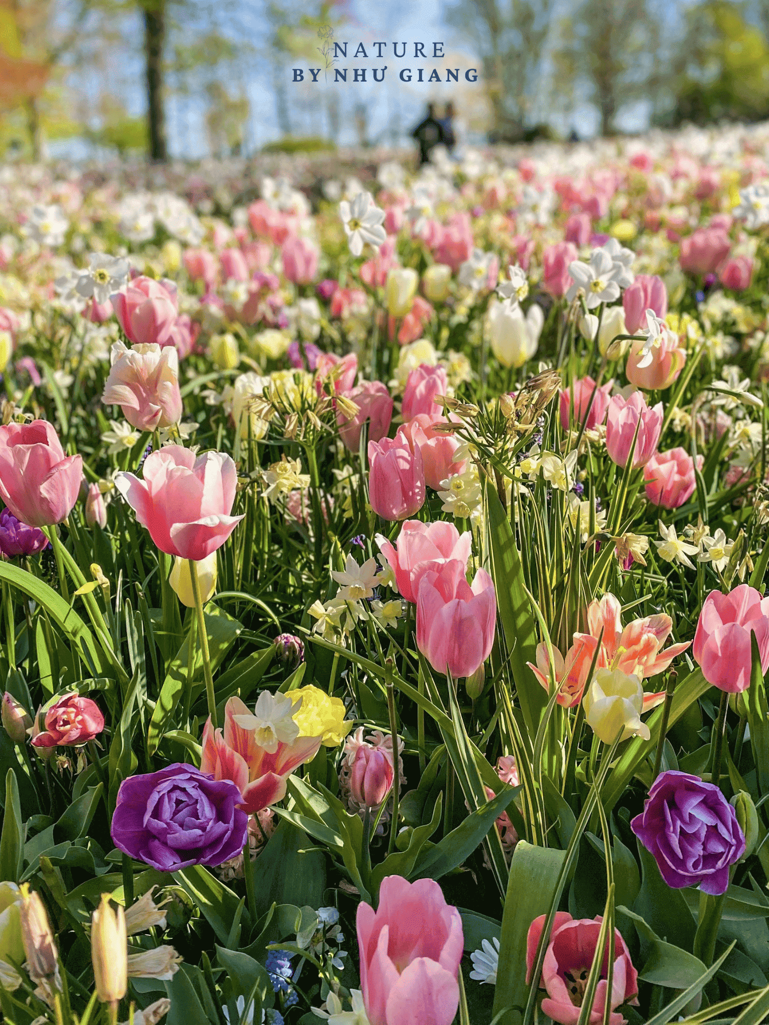 Keukenhof 9