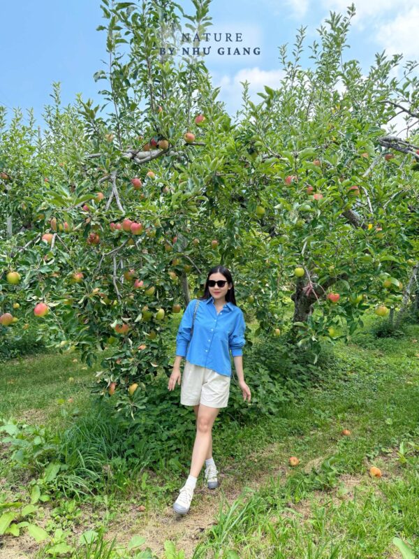 Hai tao tai Suzuki Ringoen 5