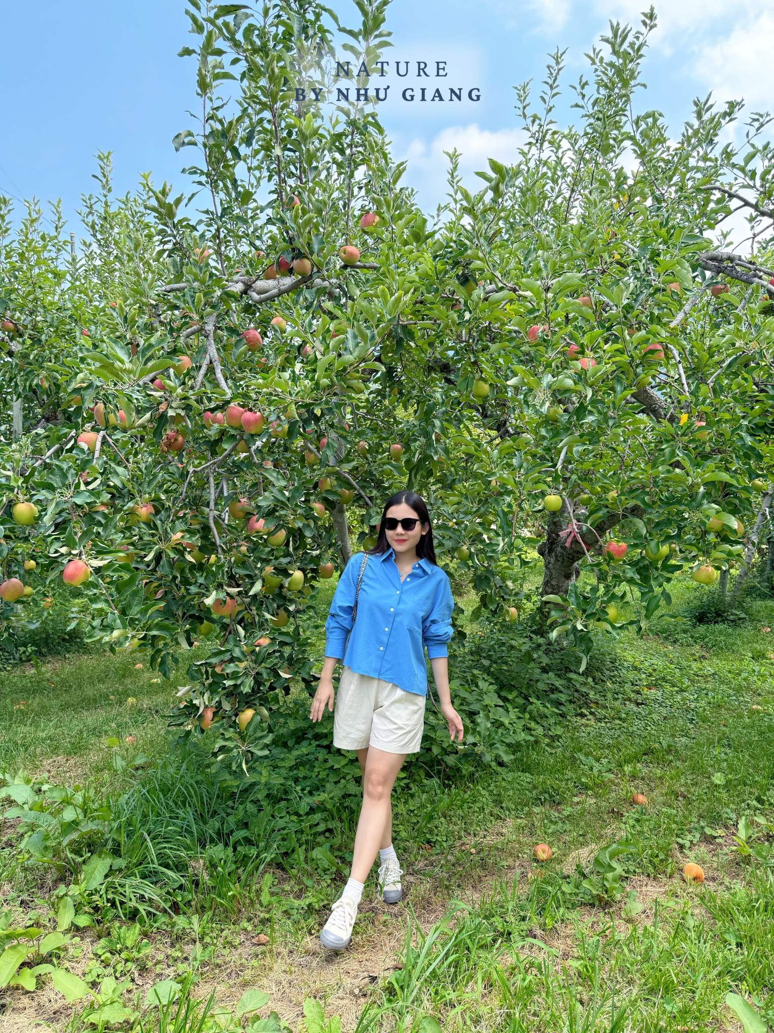 Hai tao tai Suzuki Ringoen 5