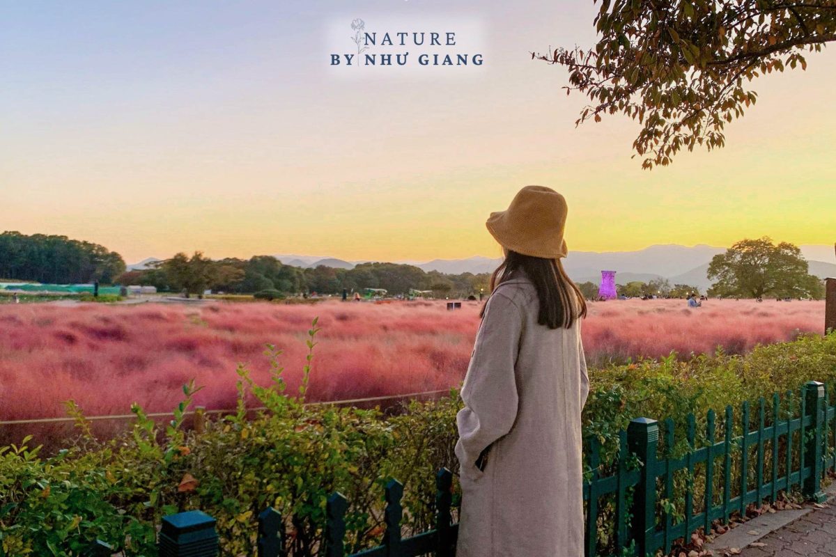 Co hong Cheomyeongdae 11