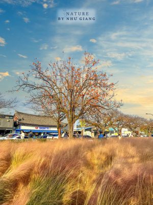 Co hong Cheomyeongdae 2