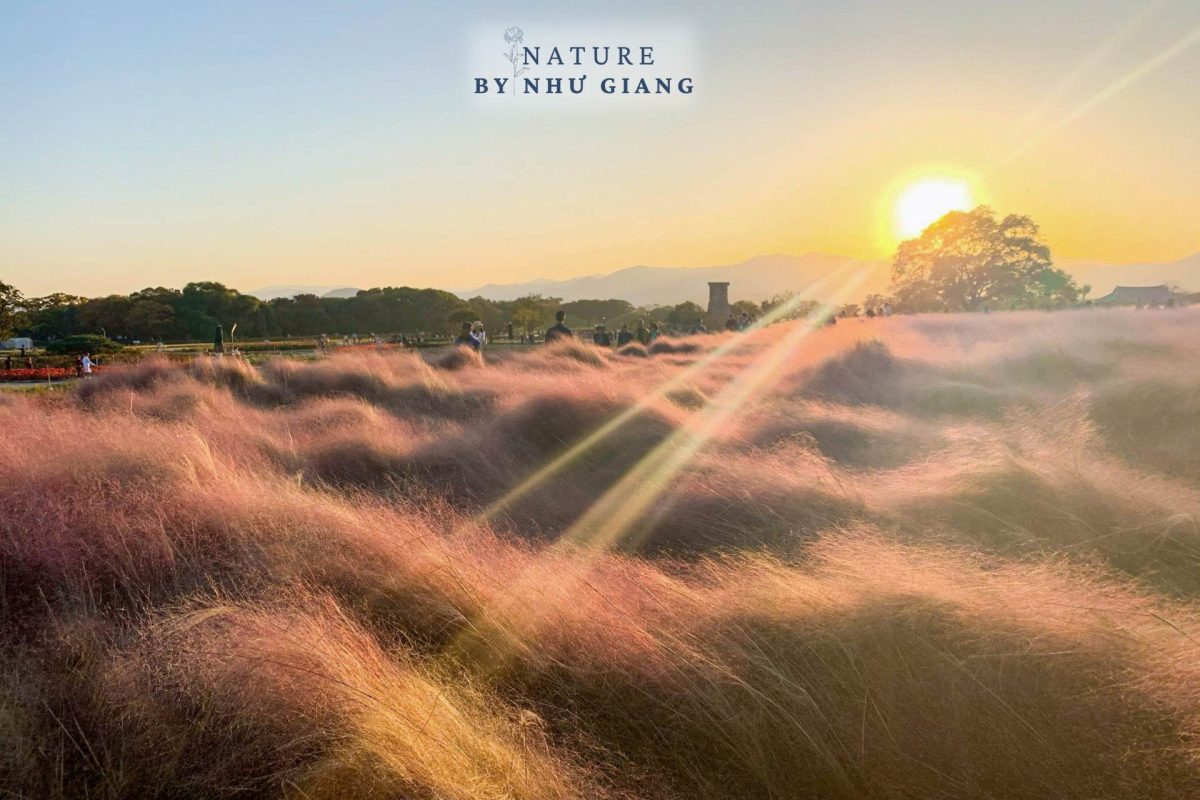 Co hong Cheomyeongdae 9