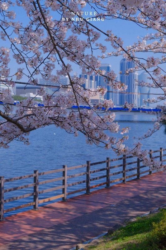 Suyeong Riverside Walk 11