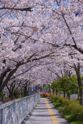 Suyeong Riverside Walk 13