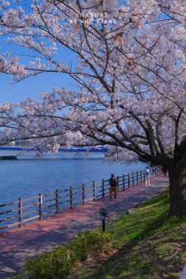 Suyeong Riverside Walk 3