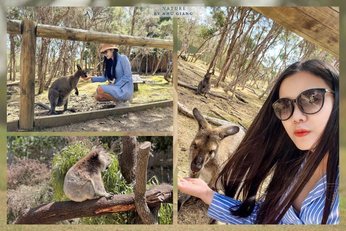 Moonlit Sanctuary Wildlife Conservation Park 3