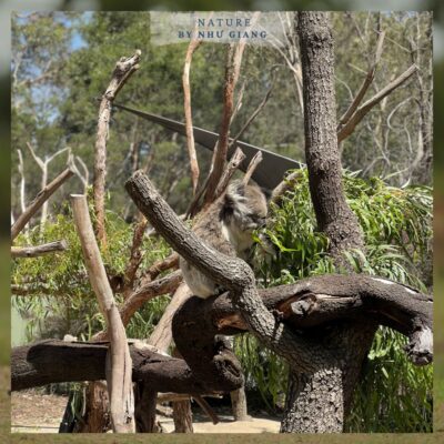 Moonlit Sanctuary Wildlife Conservation Park 4