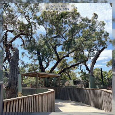 Moonlit Sanctuary Wildlife Conservation Park 6